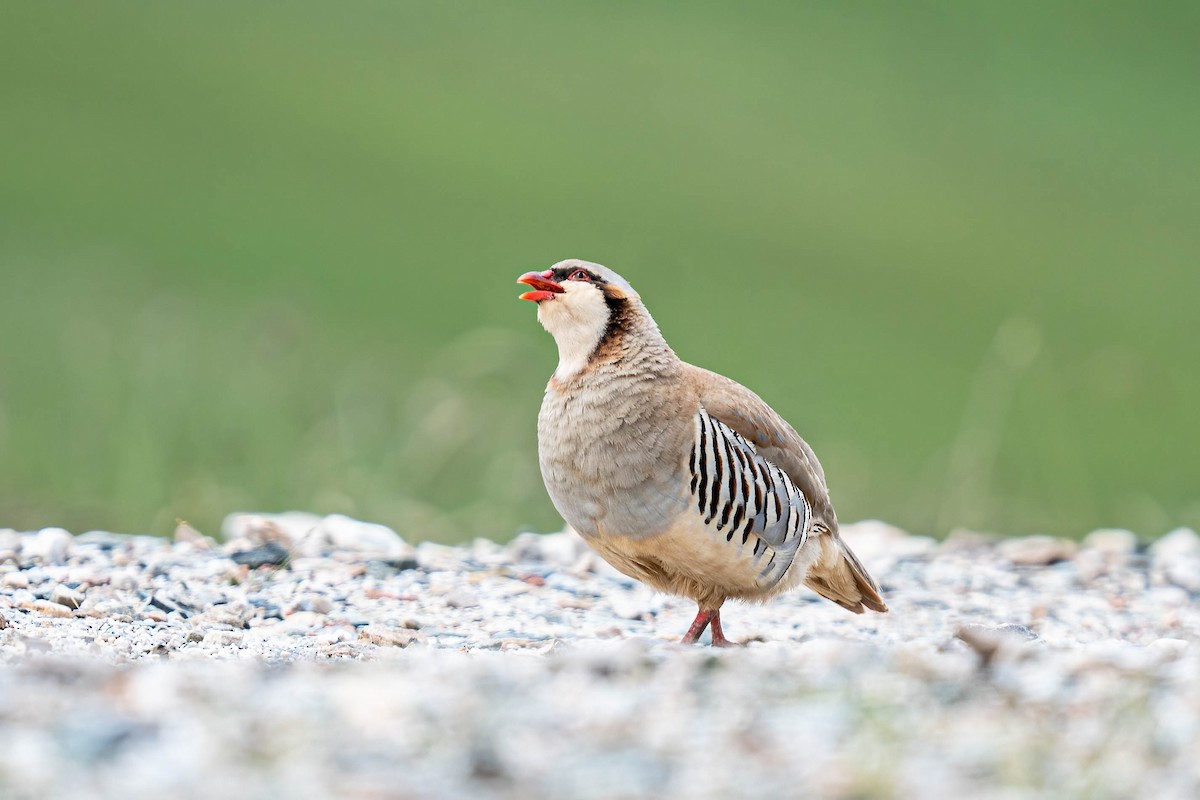 Przevalski's Partridge - ML640181568