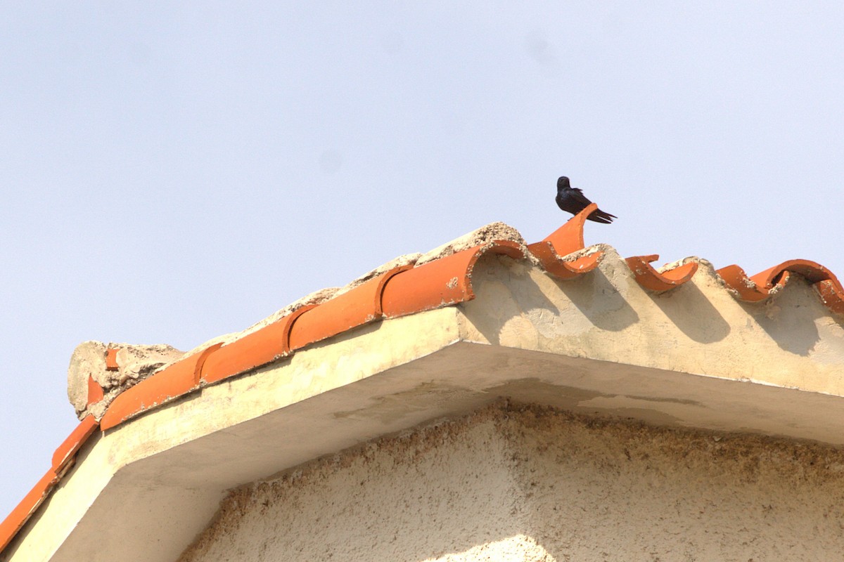 Cuban Martin - ML640181569
