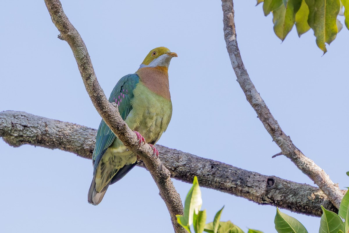 Pink-spotted Fruit-Dove - ML640181692
