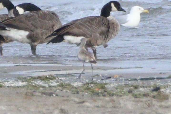 Willet - ML640181852