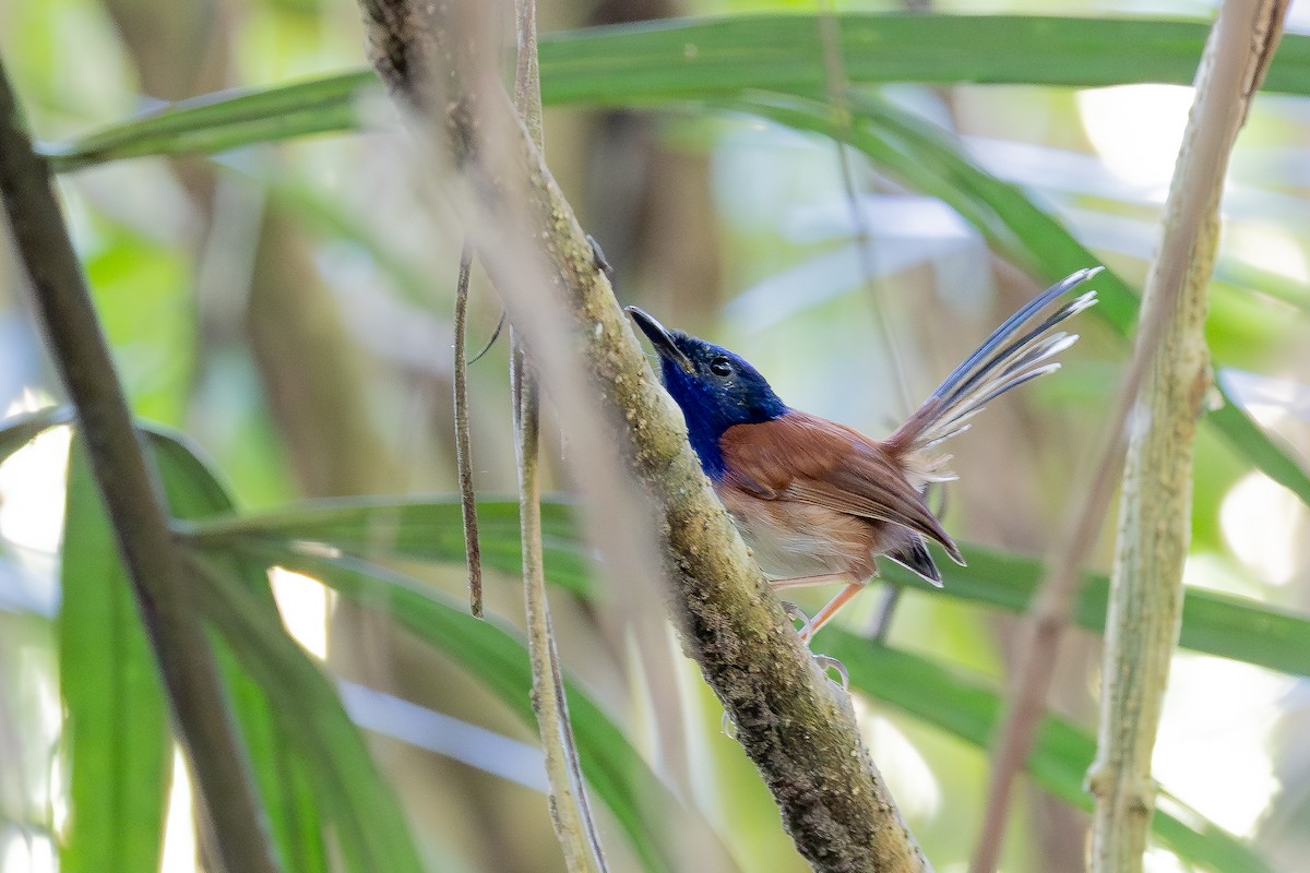 Emperor Fairywren - ML640181887