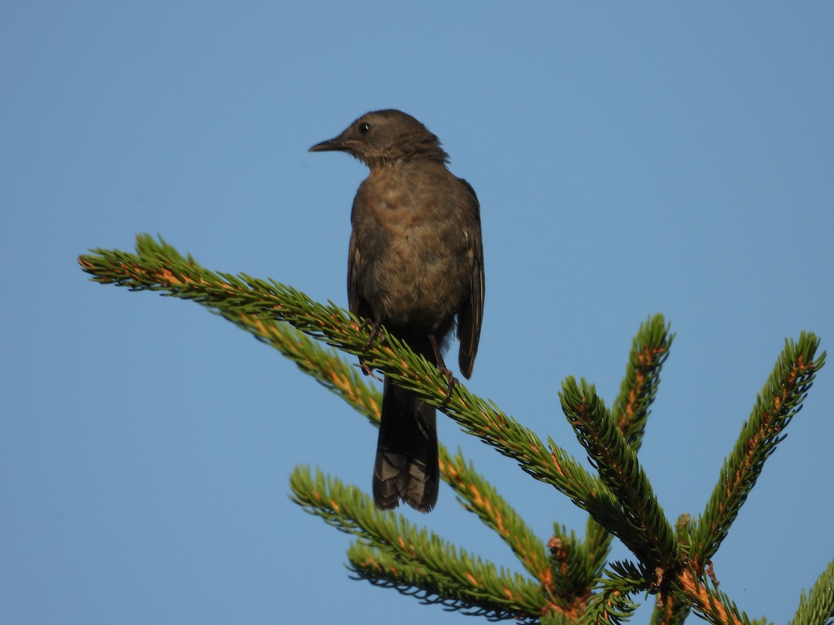 eBird Checklist - 12 Aug 2025 - Val-David et Val-Morin - Rivière du ...