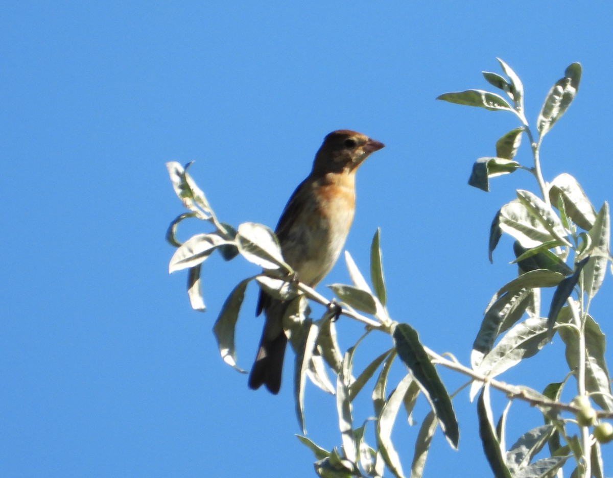 Lazuli Bunting - ML640181937