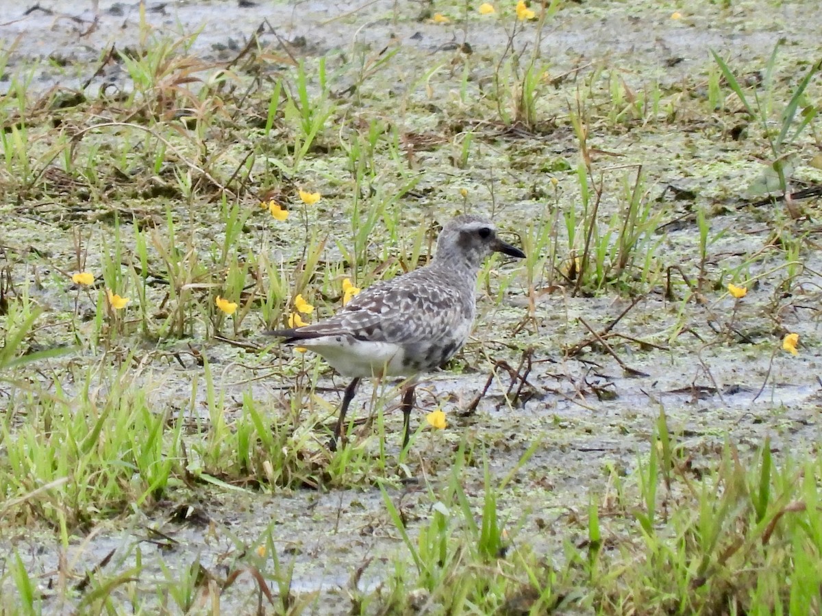 Black-bellied Plover - ML640181939