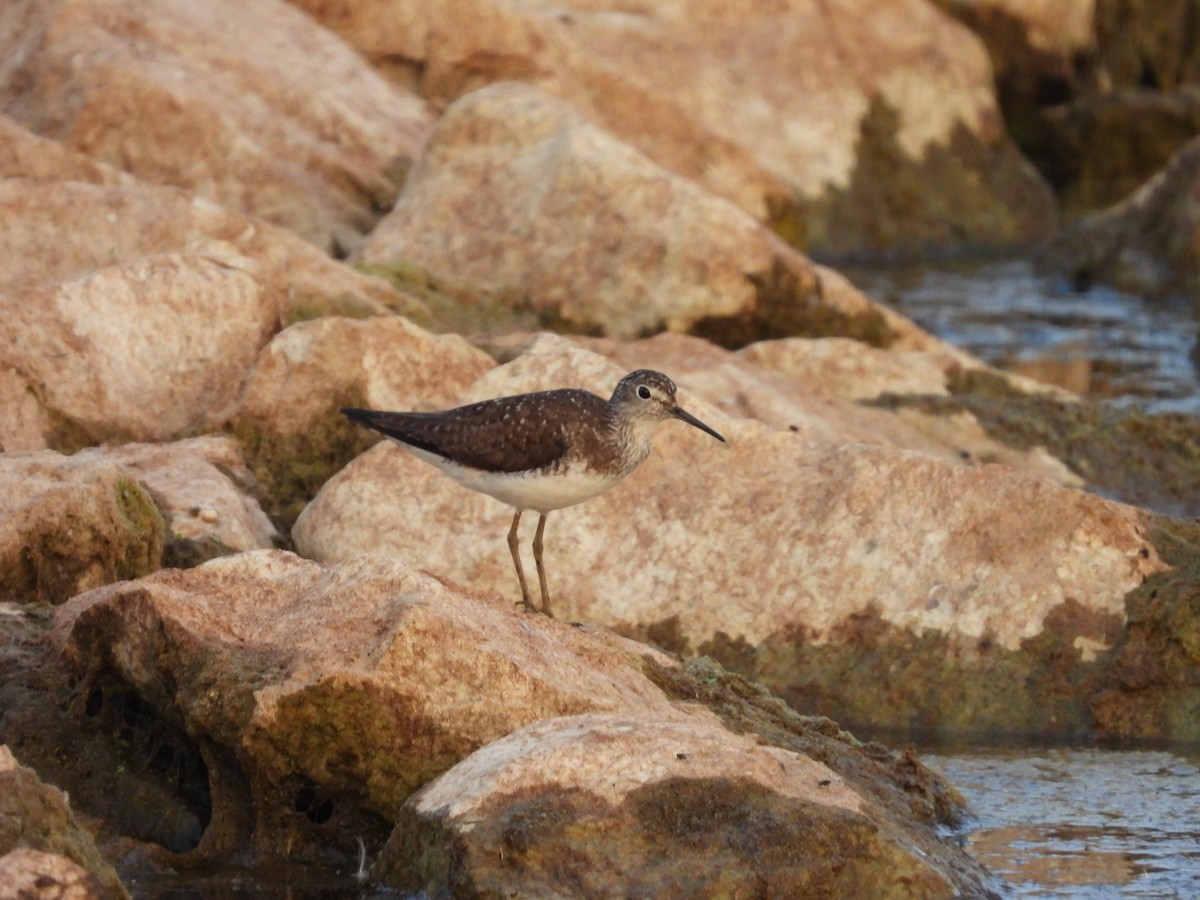 Solitary Sandpiper - ML640181962