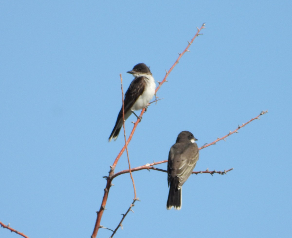 Eastern Kingbird - ML640182006