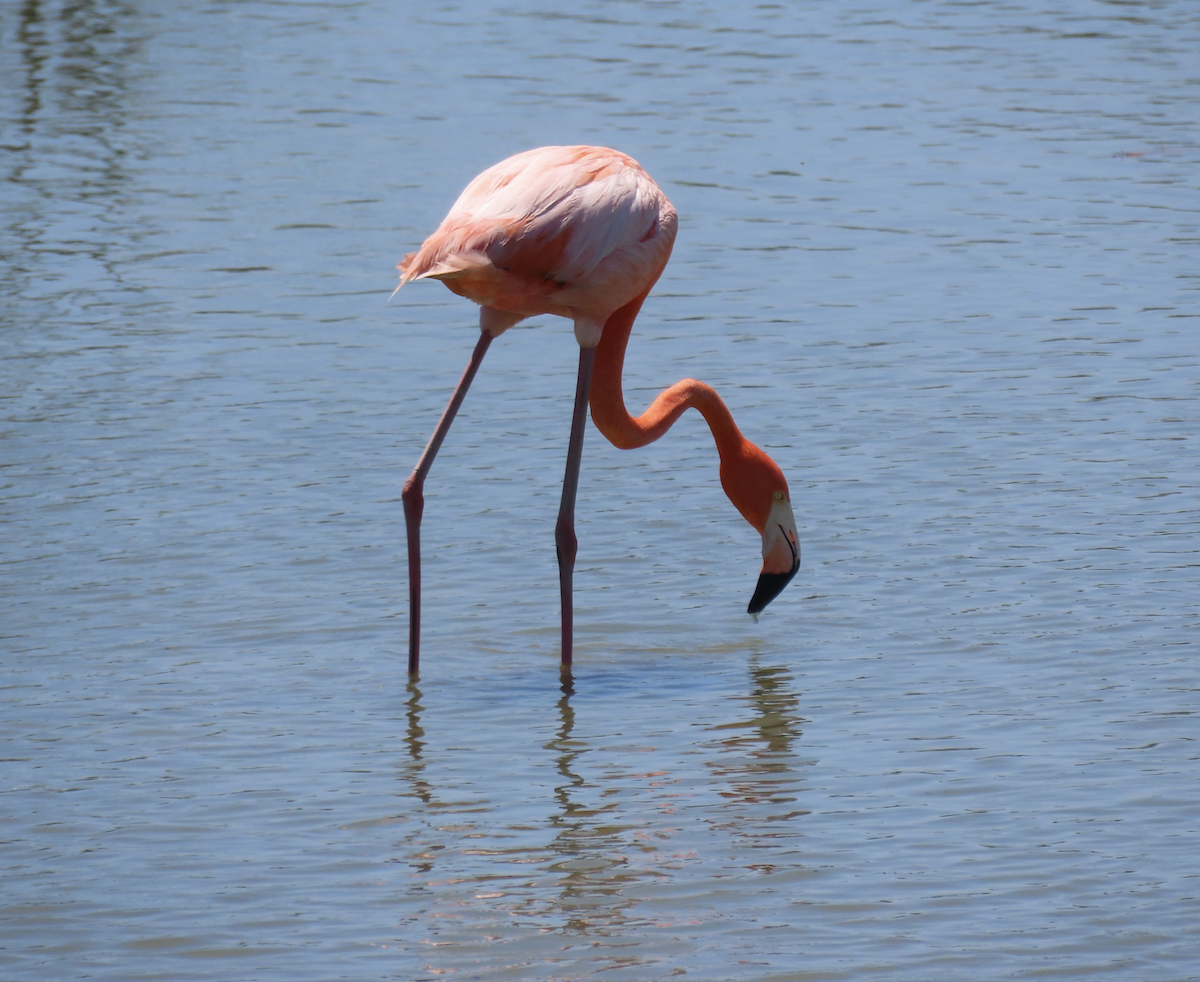 American Flamingo - ML640182087