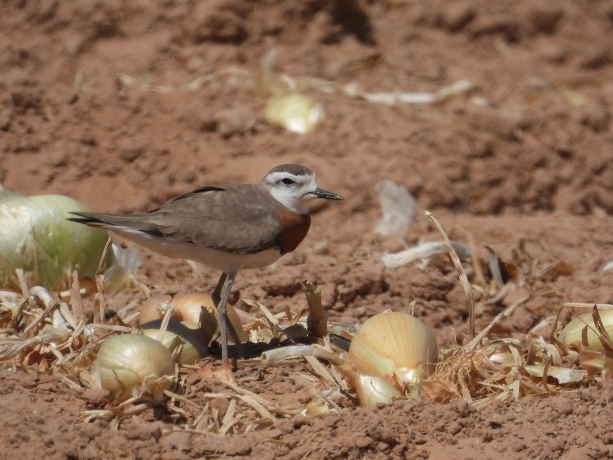 Caspian Plover - ML640182139