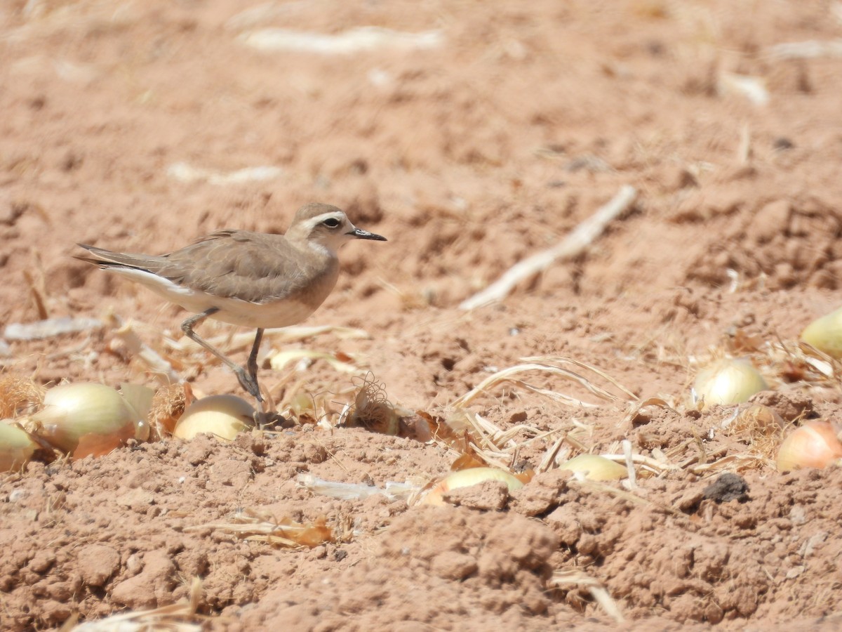 Caspian Plover - ML640182140