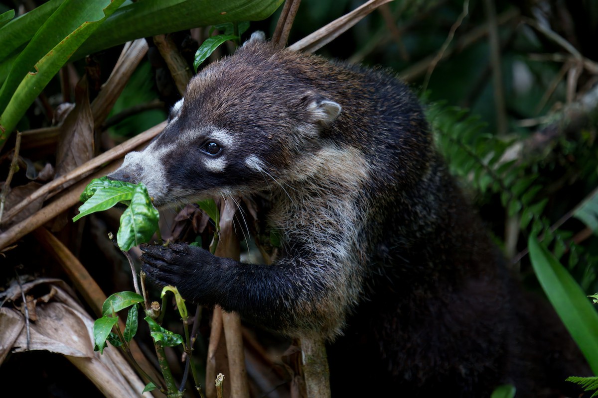Coatis - ML640182236