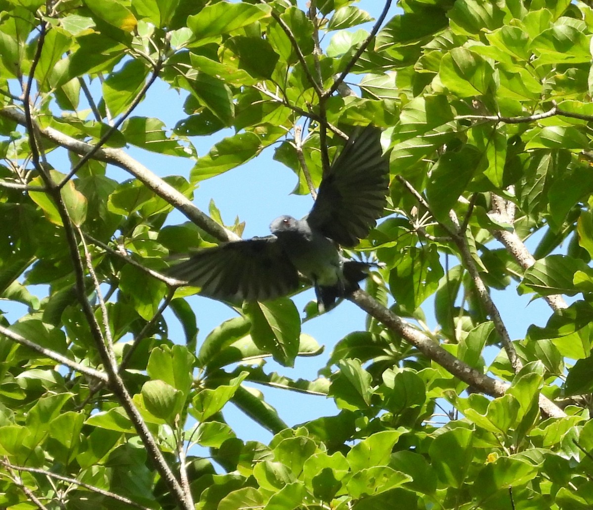 Lesser Cuckooshrike - ML640182243
