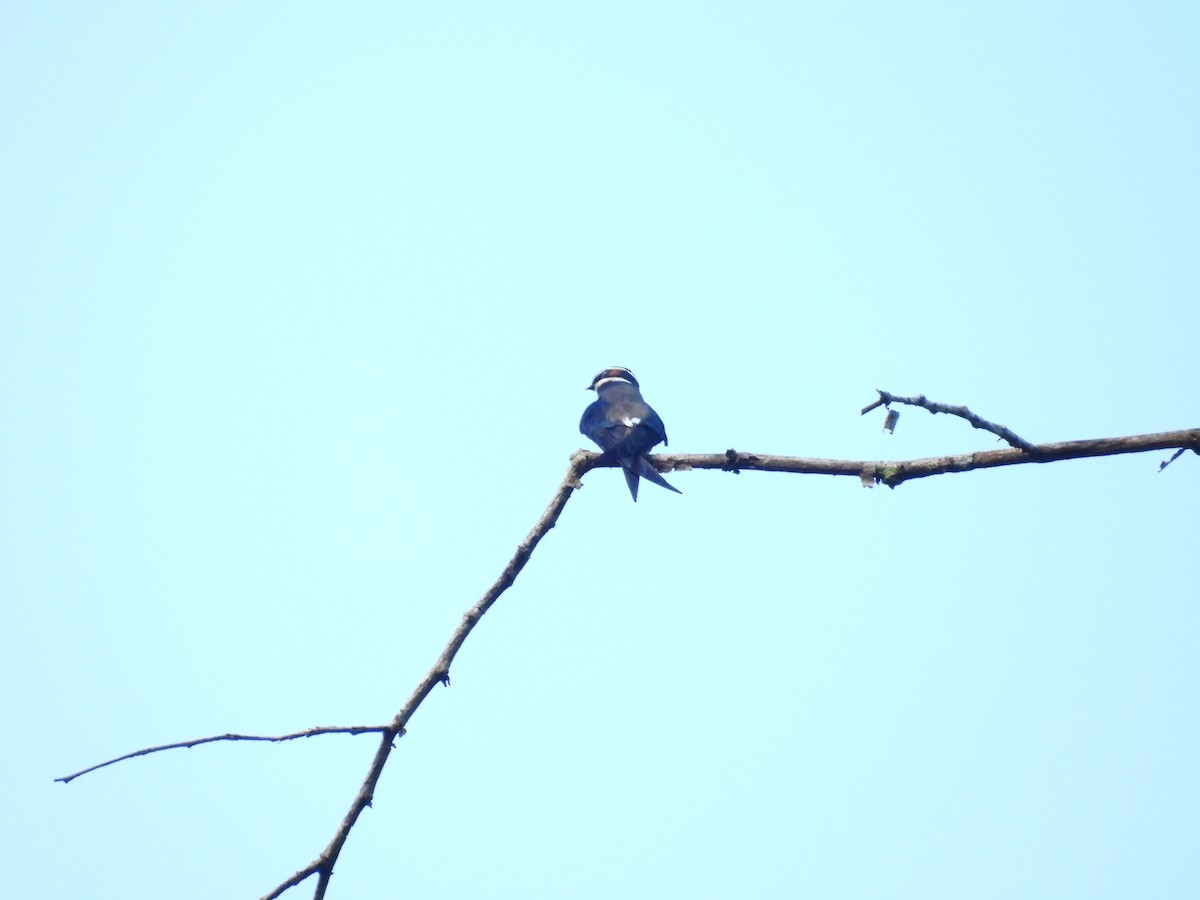 Whiskered Treeswift - ML640182258