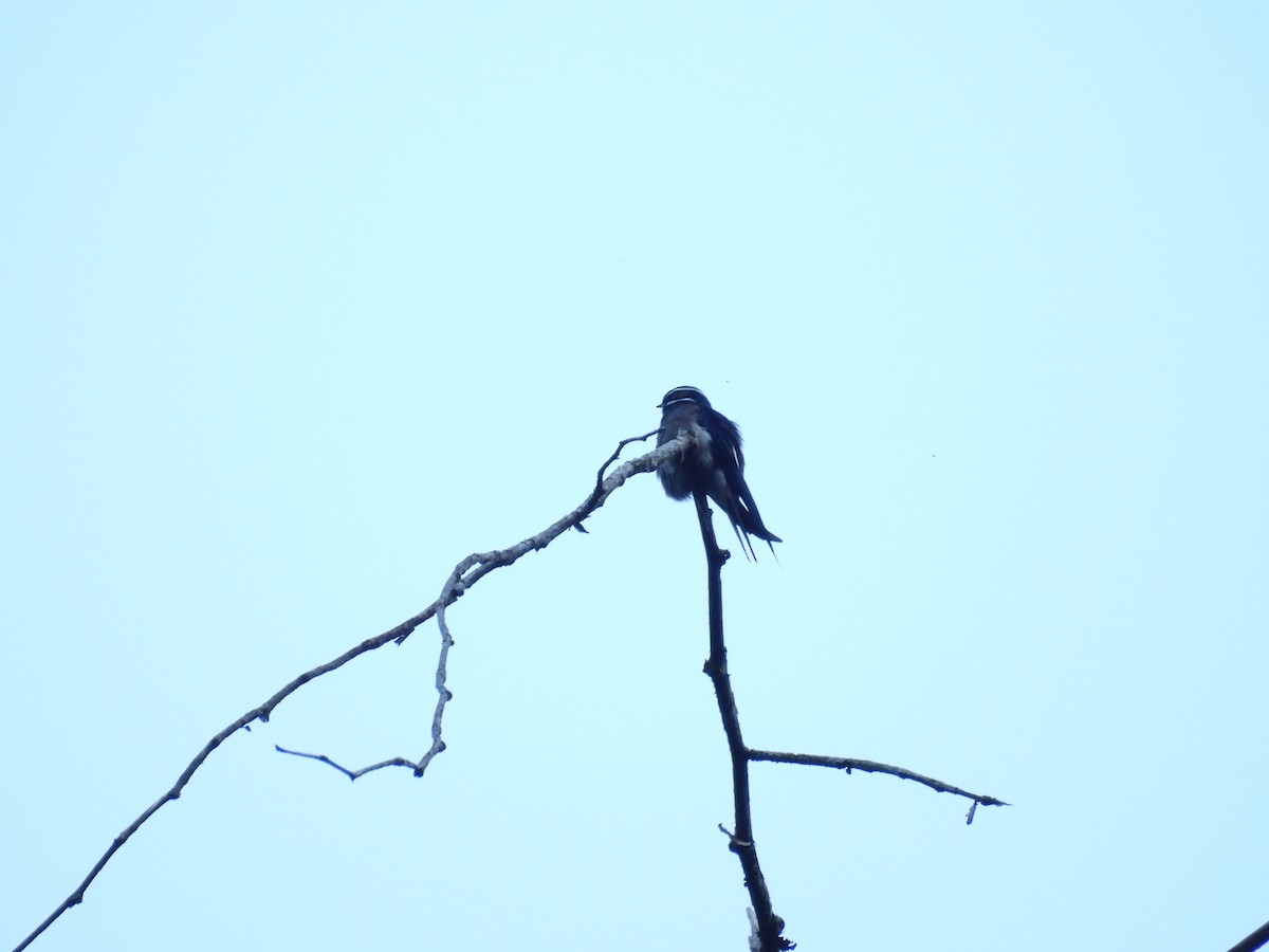 Whiskered Treeswift - ML640182259