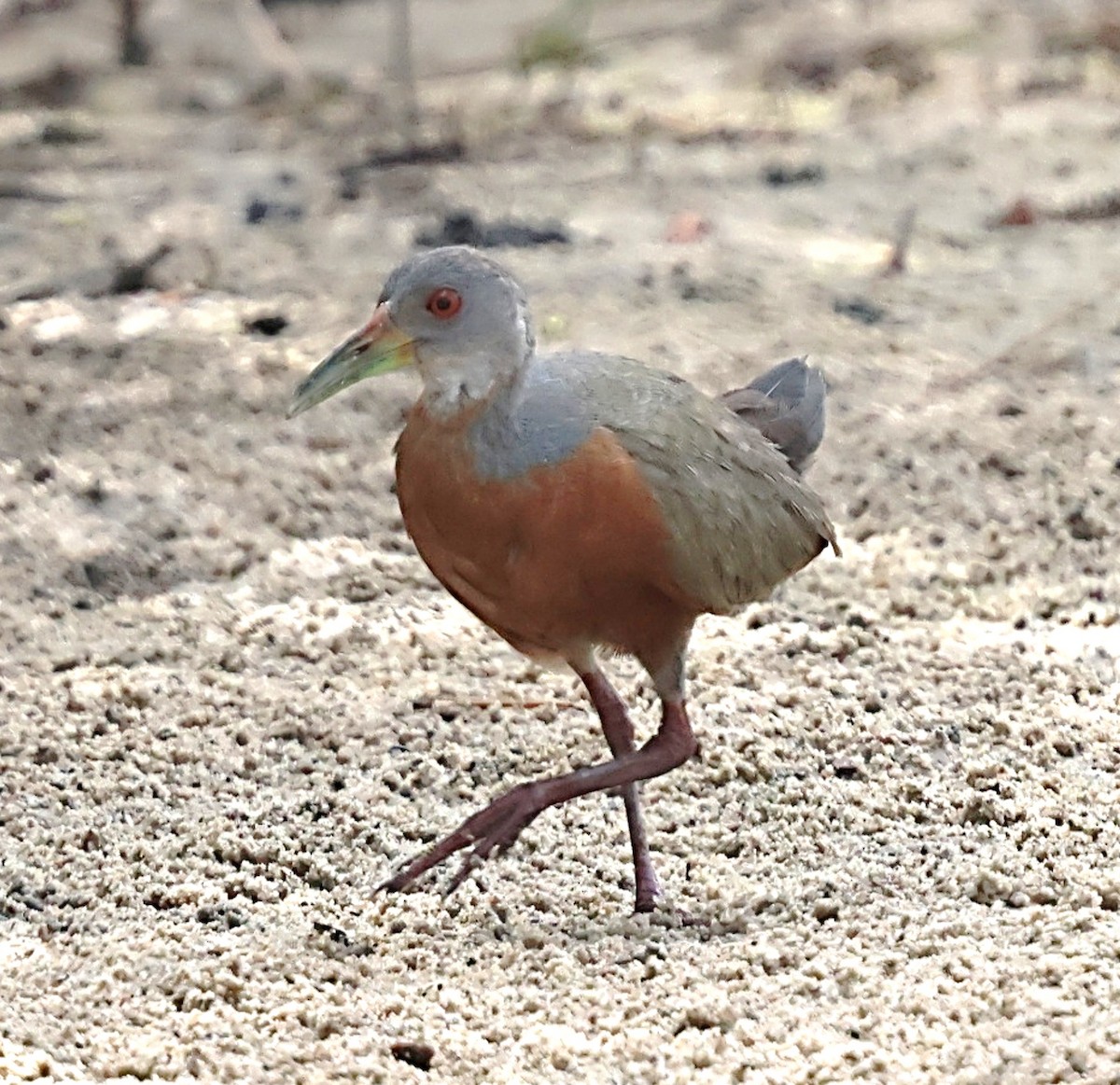 Little Wood-Rail - ML640182300