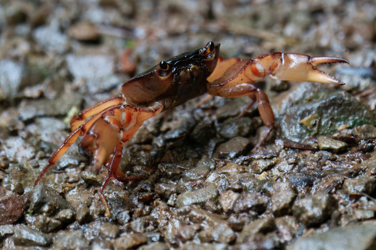 Crustaceans - ML640182380