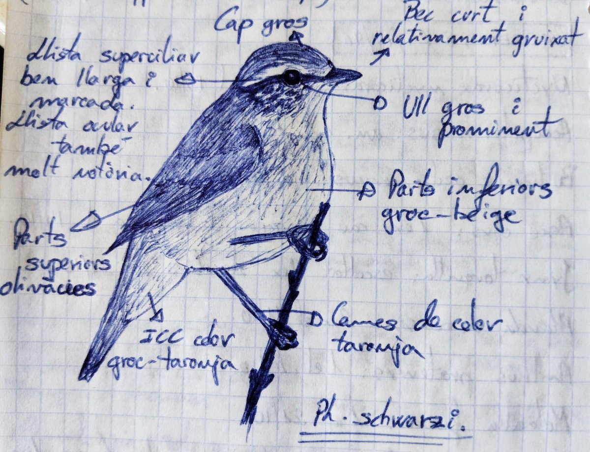 Radde's Warbler - ML640182387