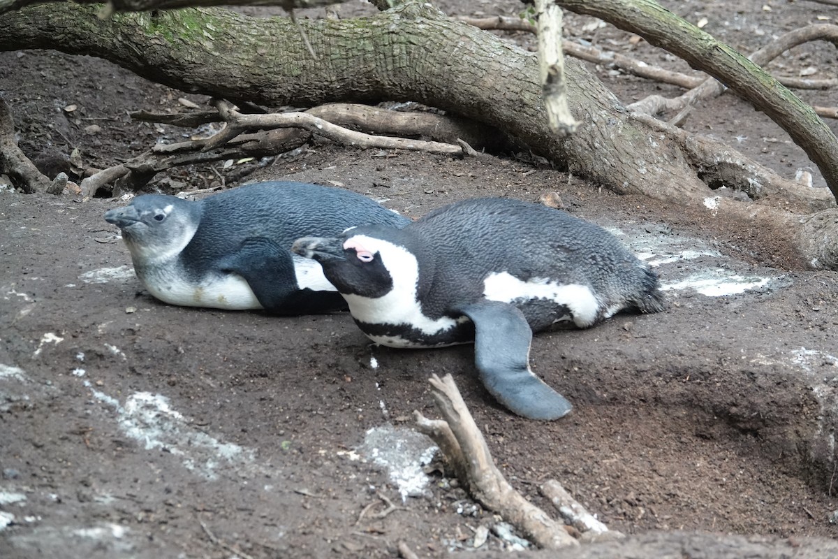 African Penguin - ML640182423