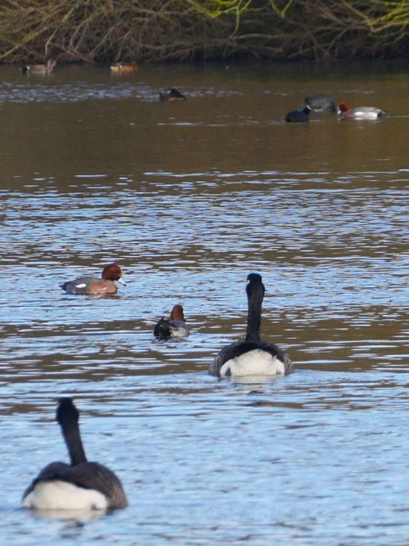 Canard siffleur - ML640182468