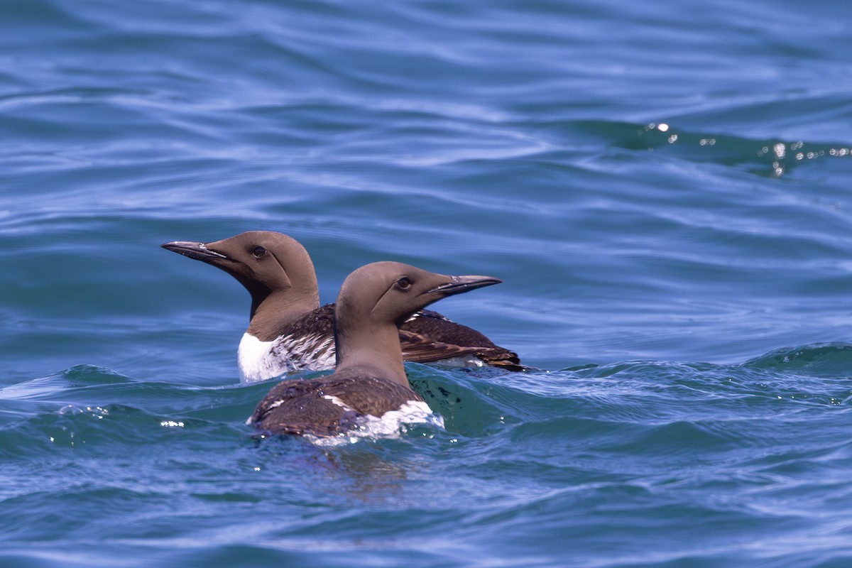 Common Murre - ML640182494