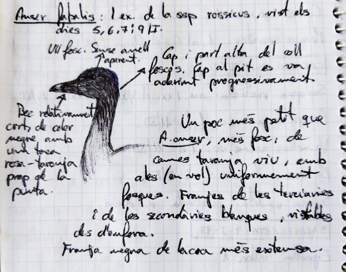 Taiga Bean-Goose - ML640182526