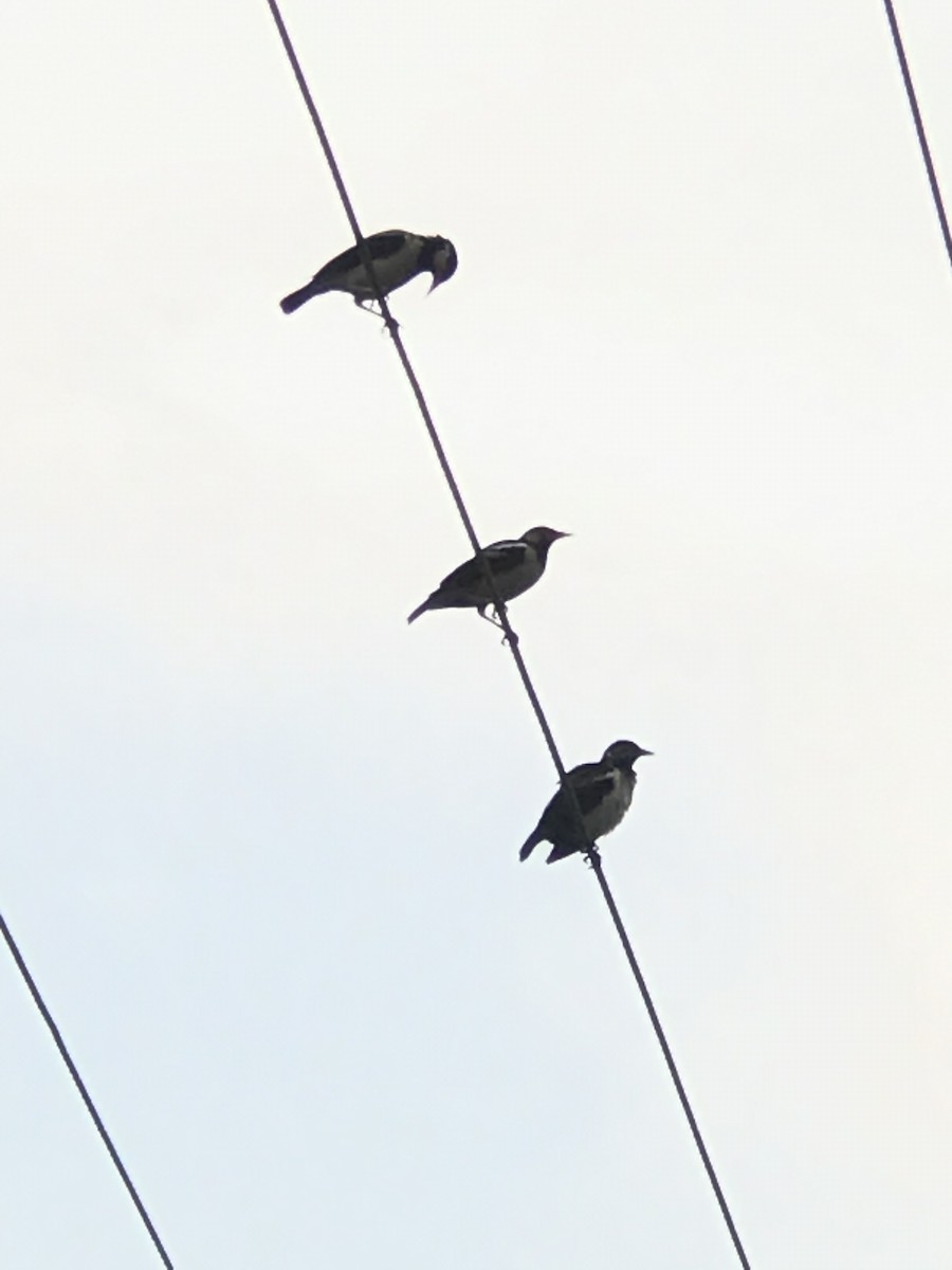 印度鵲椋鳥 - ML640182607