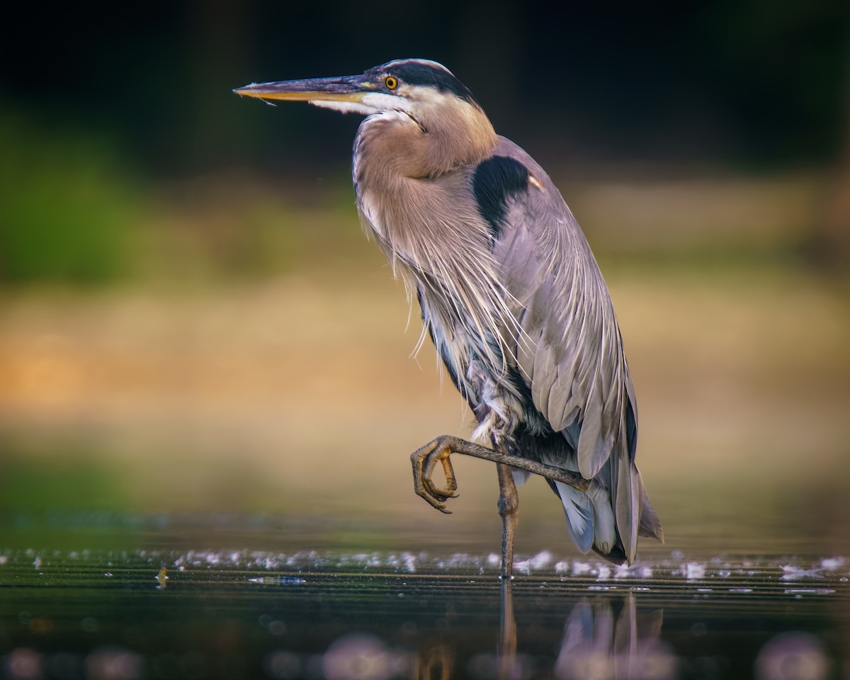 Great Blue Heron - ML640182608