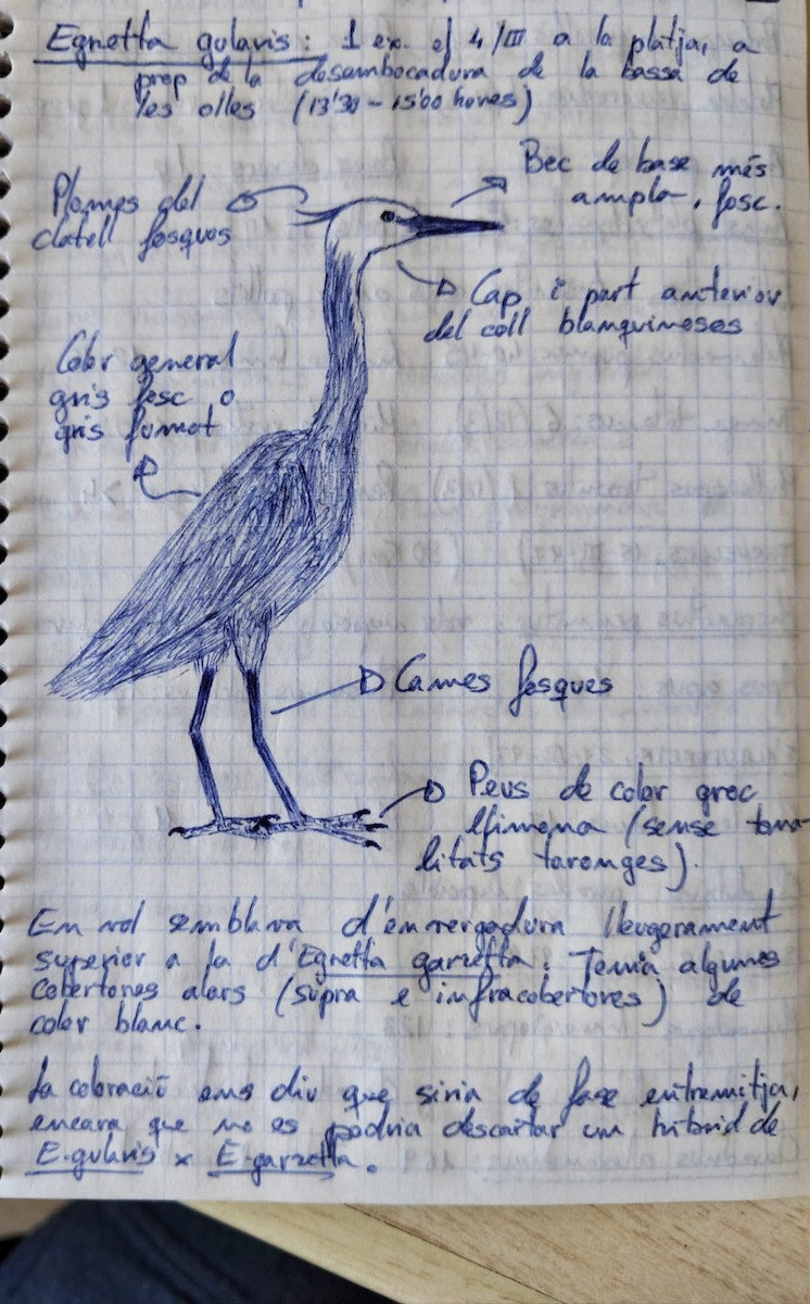 Little Egret x Western Reef-Heron (hybrid) - ML640182647