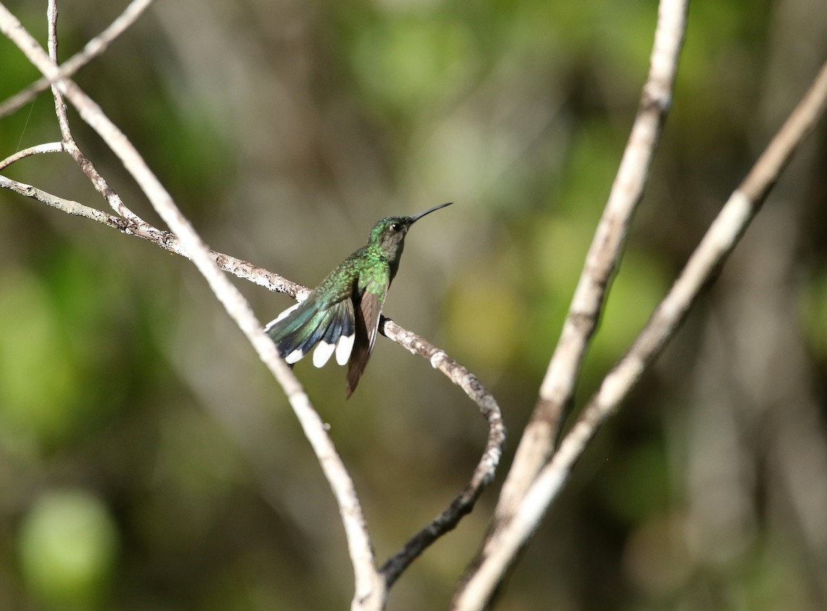 Gray-breasted Sabrewing - ML640182765