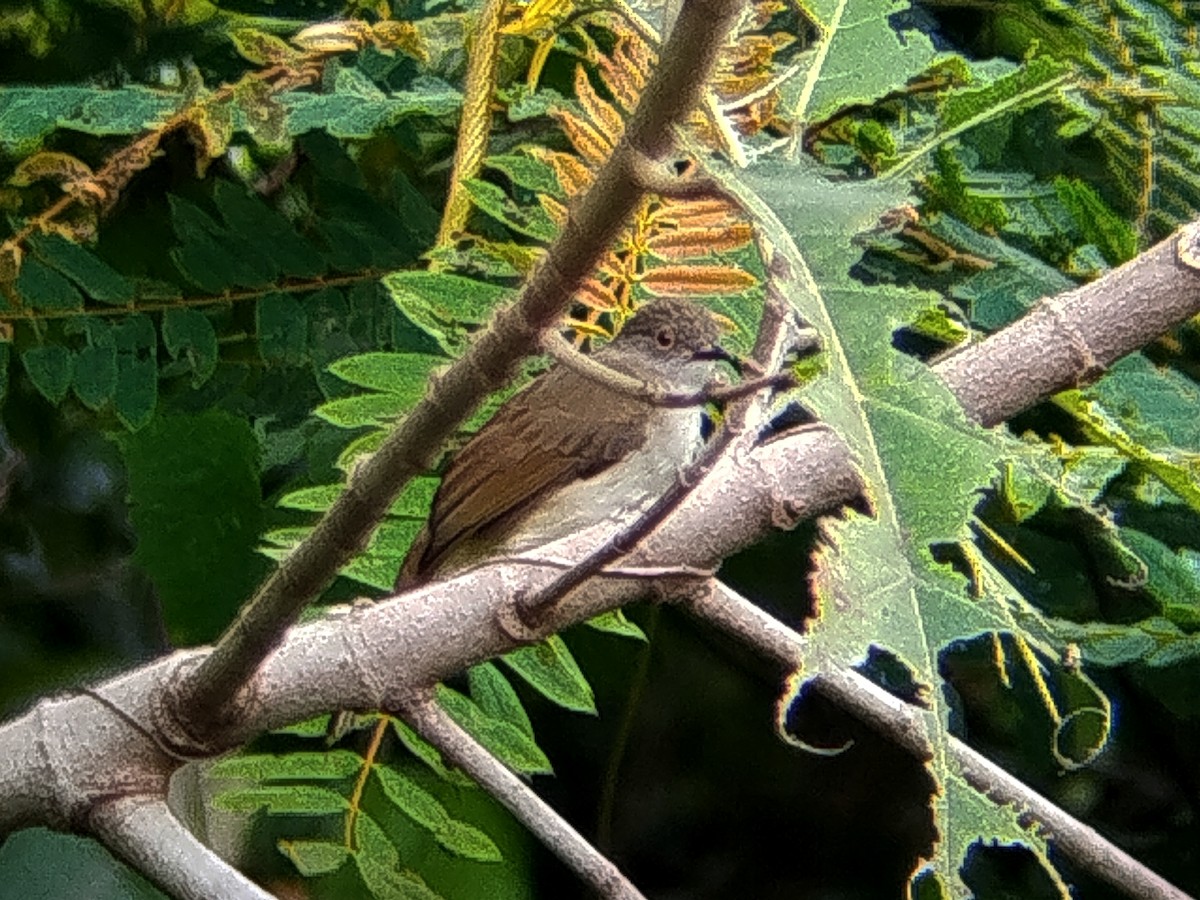 Spectacled Bulbul - ML640182803