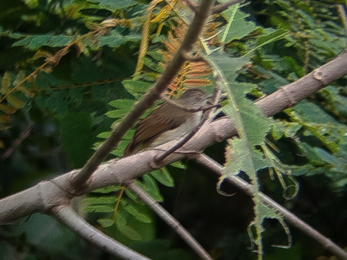 Spectacled Bulbul - ML640182805