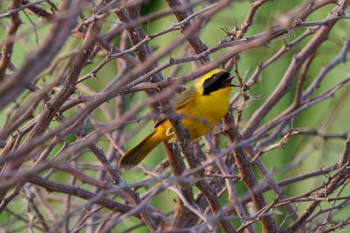 Altamira Yellowthroat - ML640182810