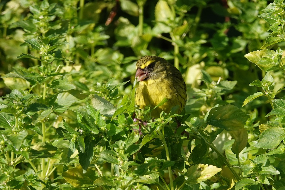 Forest Canary - ML640182886