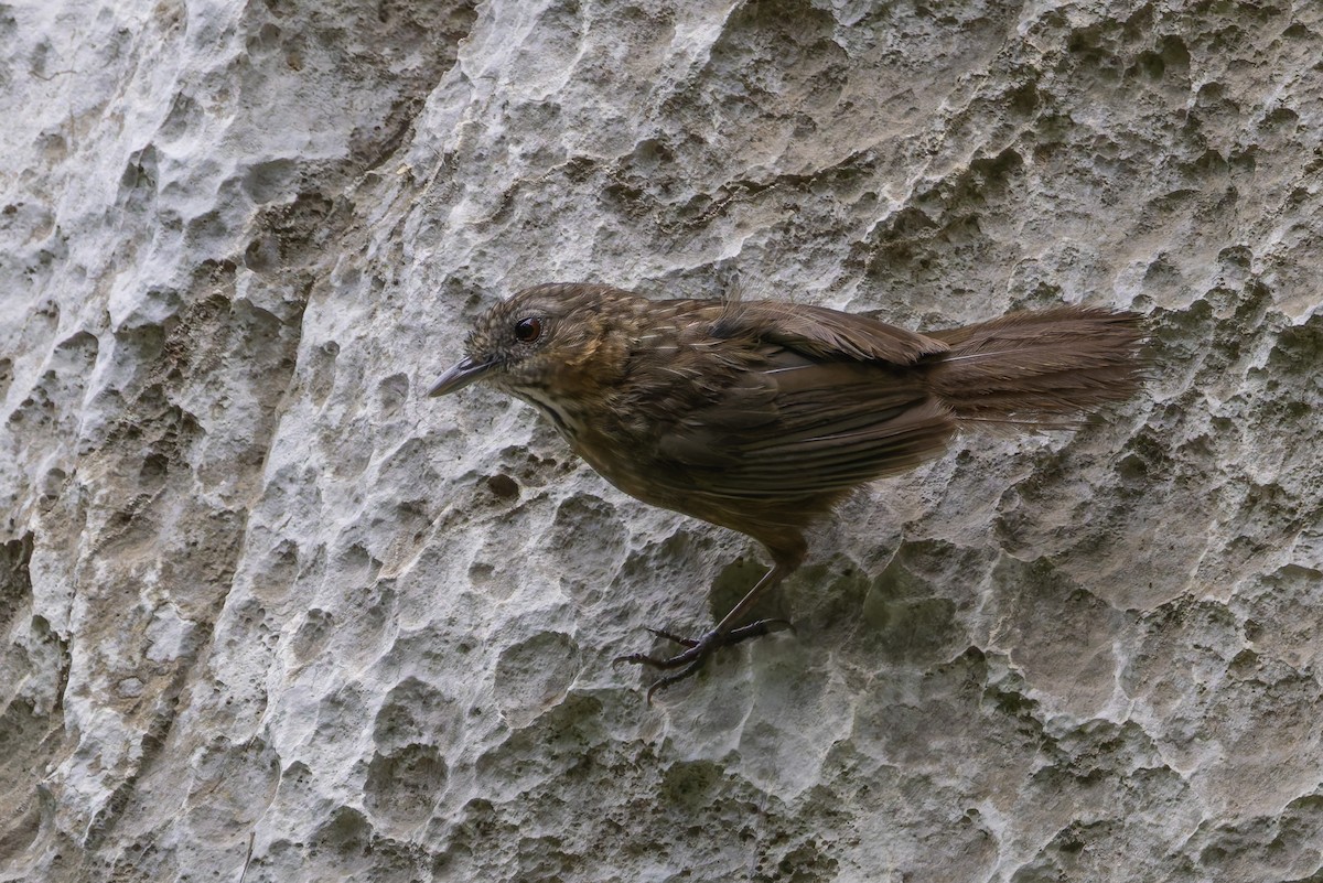 Rufous Limestone Babbler - ML640182918