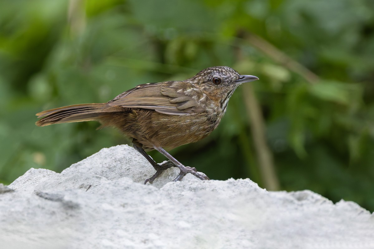 Rufous Limestone Babbler - ML640182919