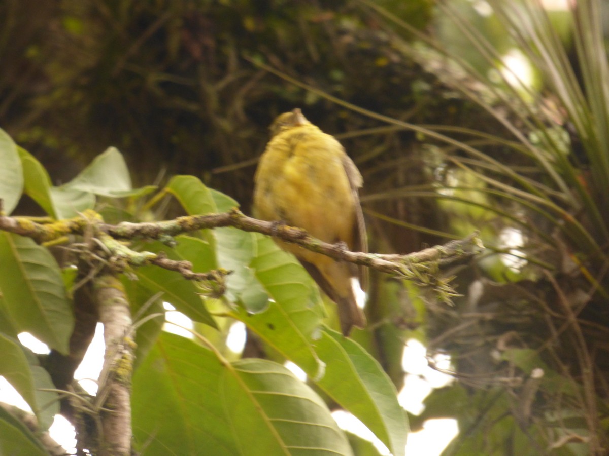 Andean Siskin - ML640182951