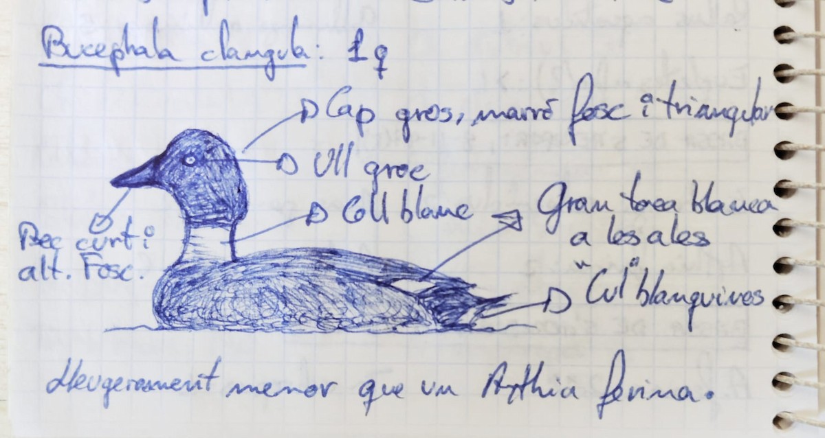 Common Goldeneye - ML640182973