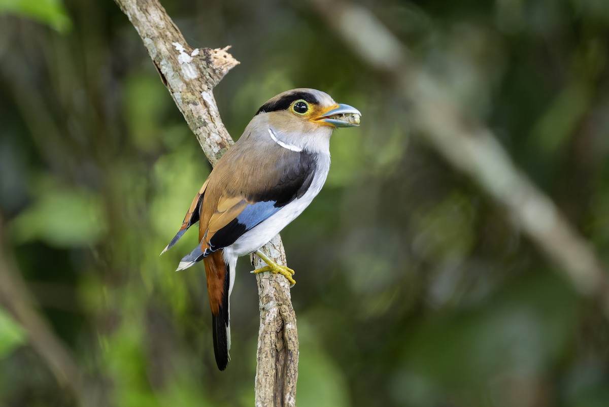 Silver-breasted Broadbill - ML640183009