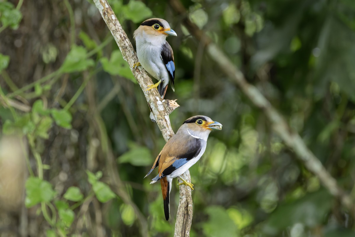 Silver-breasted Broadbill - ML640183010