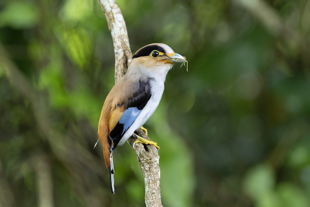 Silver-breasted Broadbill - ML640183012
