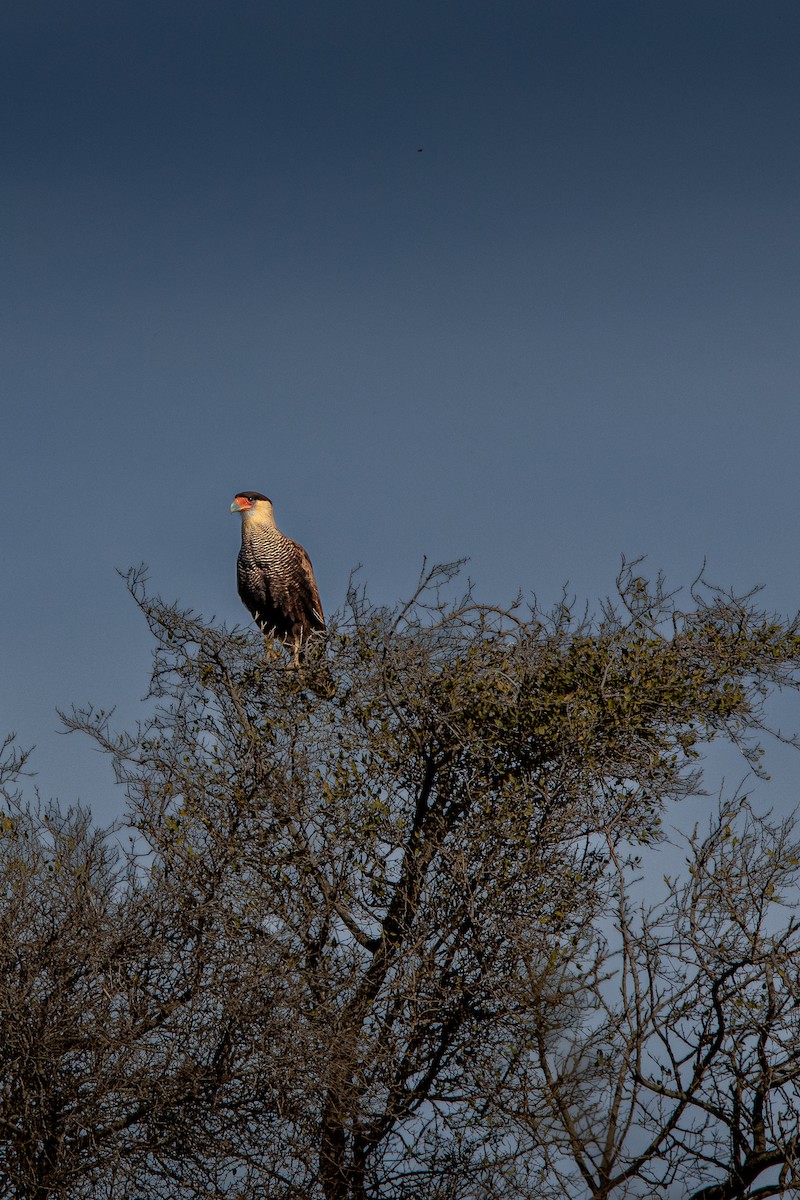 Crested Caracara - ML640183139