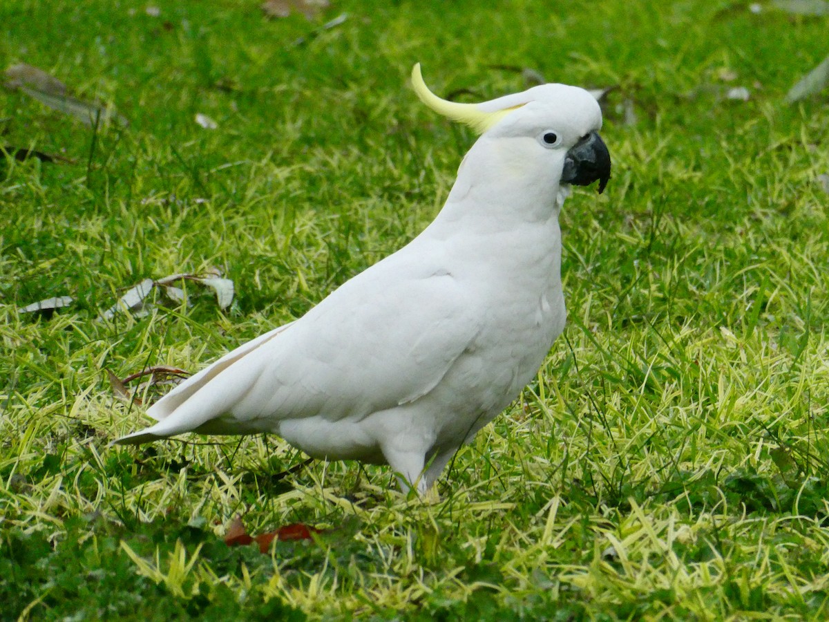 Sulphur-crested Cockatoo - ML640183145