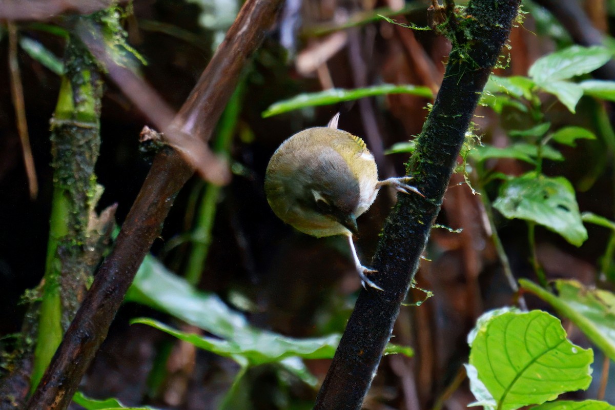 Common Chlorospingus - ML640183154