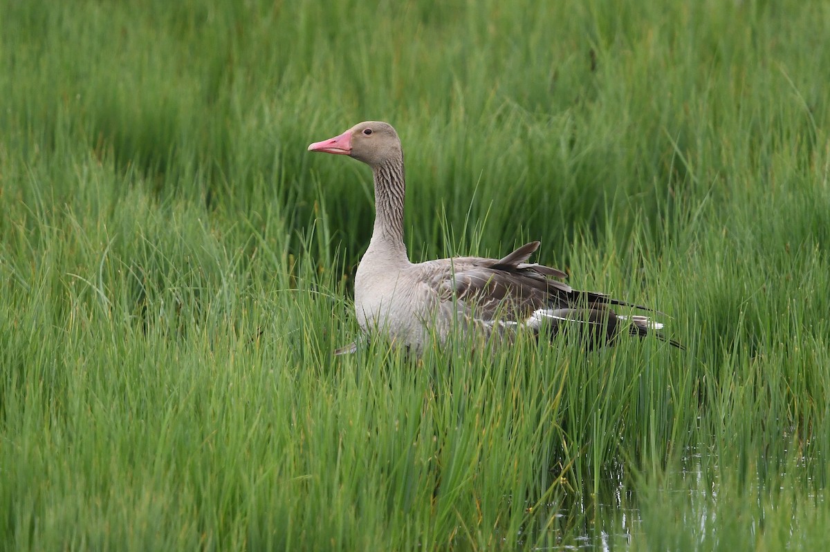 Graylag Goose - ML640183161