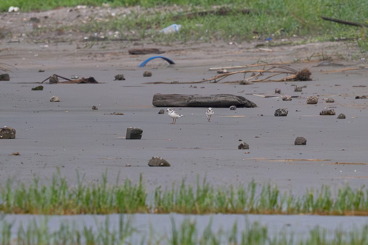 Piping Plover - ML640183168