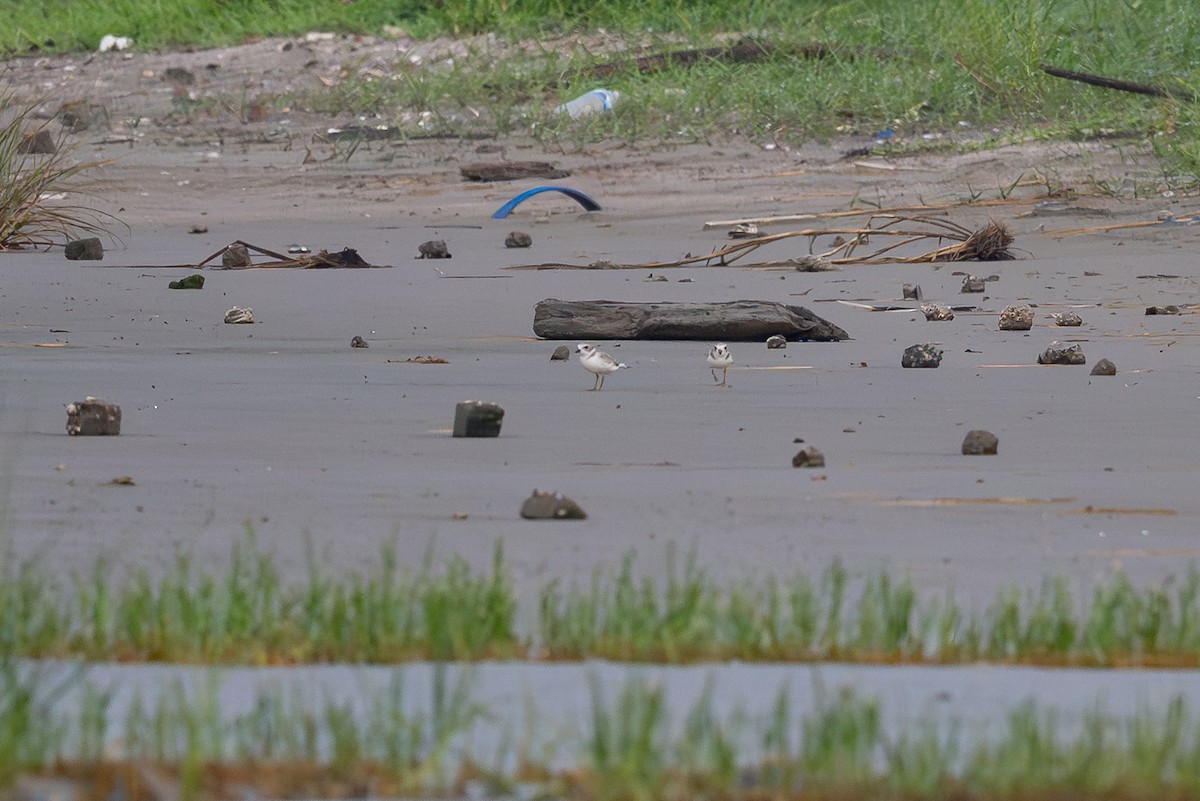Piping Plover - ML640183169