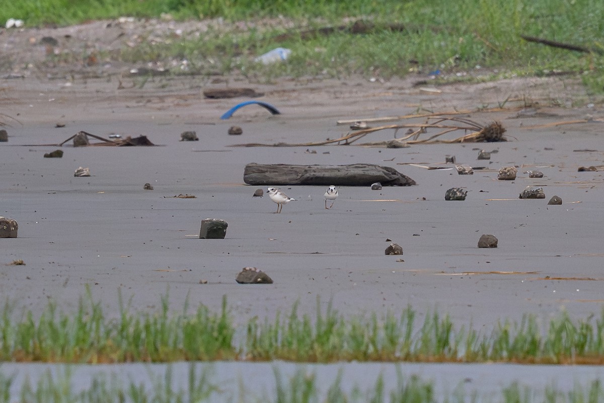Piping Plover - ML640183170