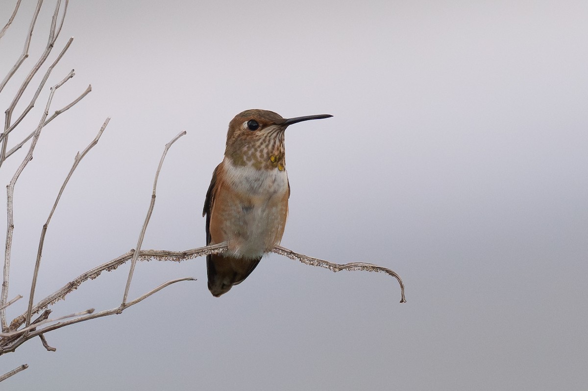 Rufous Hummingbird - ML640183197