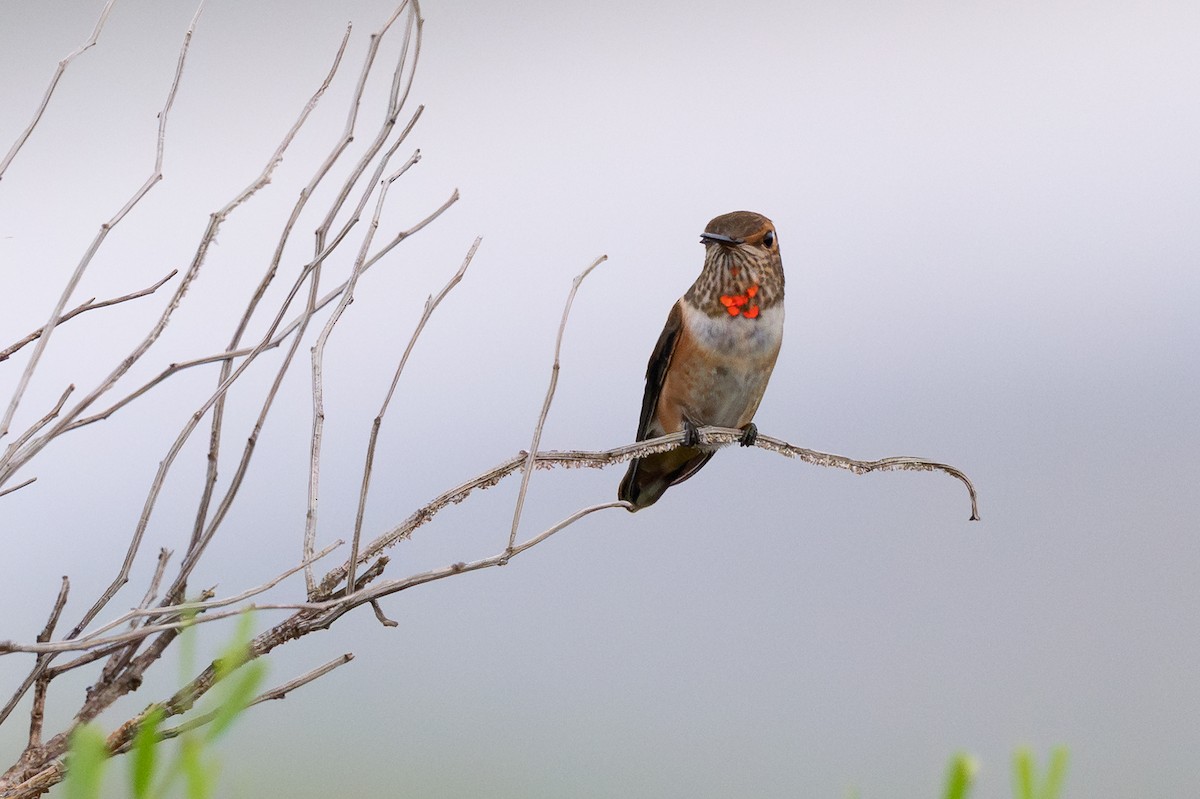 Rufous Hummingbird - ML640183198