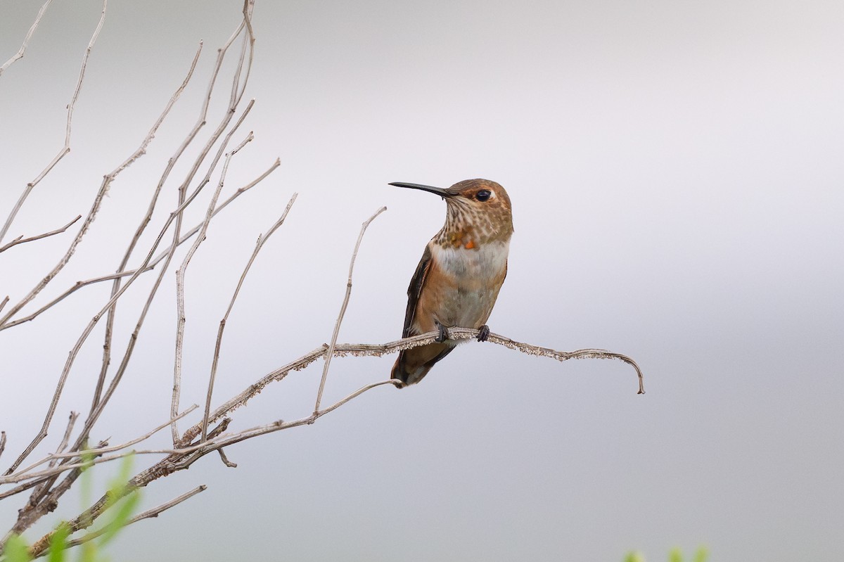 Rufous Hummingbird - ML640183199