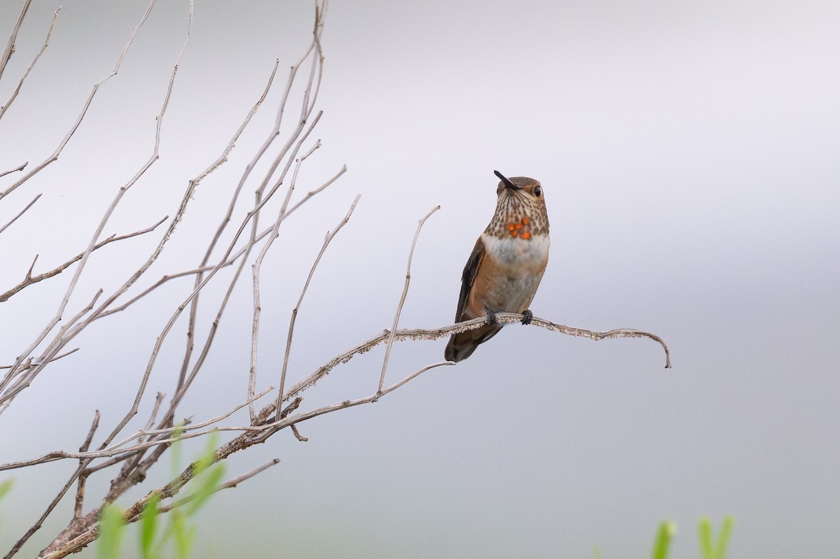 Rufous Hummingbird - ML640183200